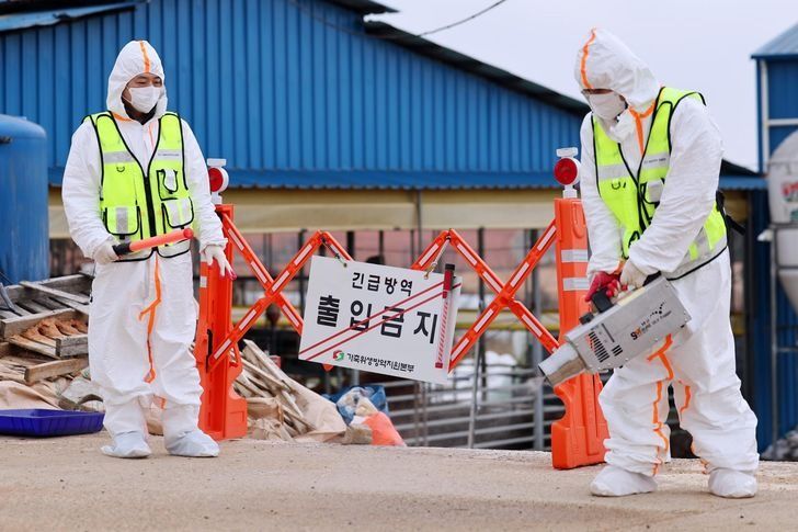 First FMD case in nine months confirmed in South Korea's Incheon