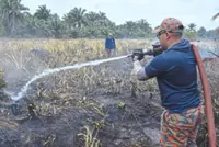 5,000 pineapple plants lost in peatland blaze