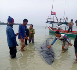 Whale of a time in Preah Sihanouk as large guest drops in