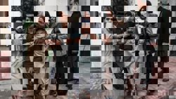 Pakistan attacks kill 15, dozens of militants dead: official