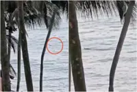 Water activities suspended at three Singapore beaches after crocodile sighting; search under way
