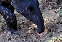 Male tapir killed while crossing road in Dungun