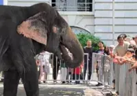 QuickCheck: Is the viral video of an elephant being fed at a petrol station real?