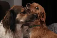 Pakistan’s stray animals have found friends and protectors in Karachi’s young residents