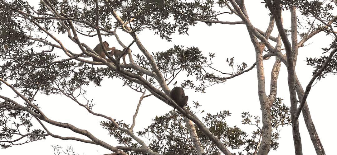Wildlife roams freely within the Sungai Pin Conservation Area, showing that commercial operations and biodiversity protection can coexist. 