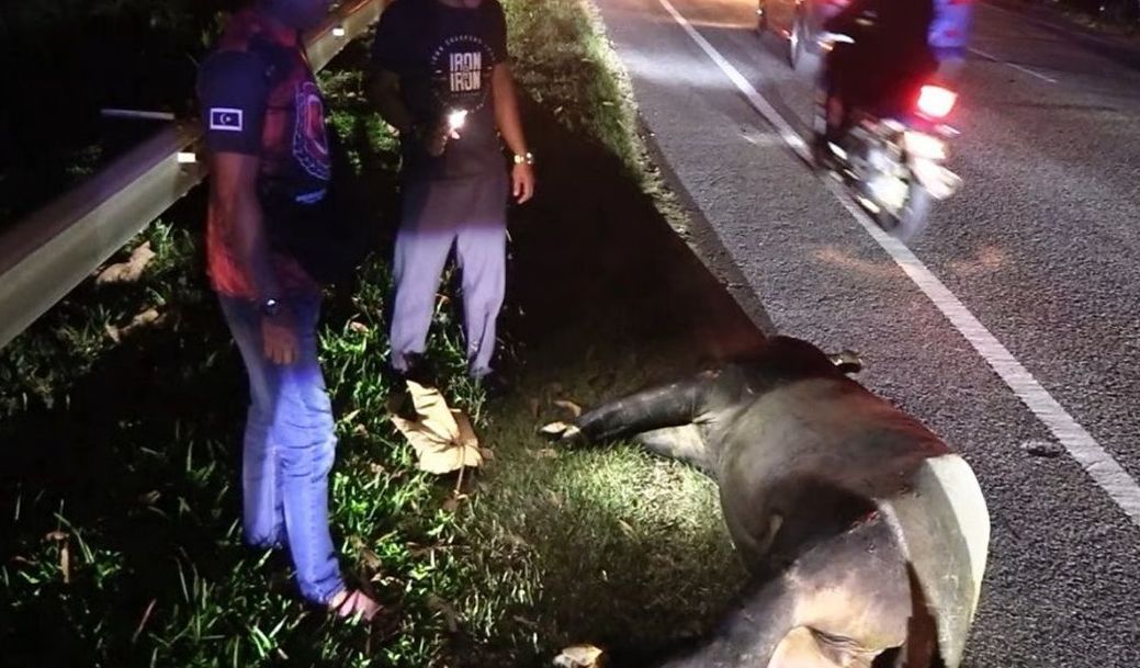 300kg tapir killed while crossing road