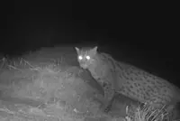Conservationists hopeful as rare fishing cat reappears near Tonle Sap in Cambodia