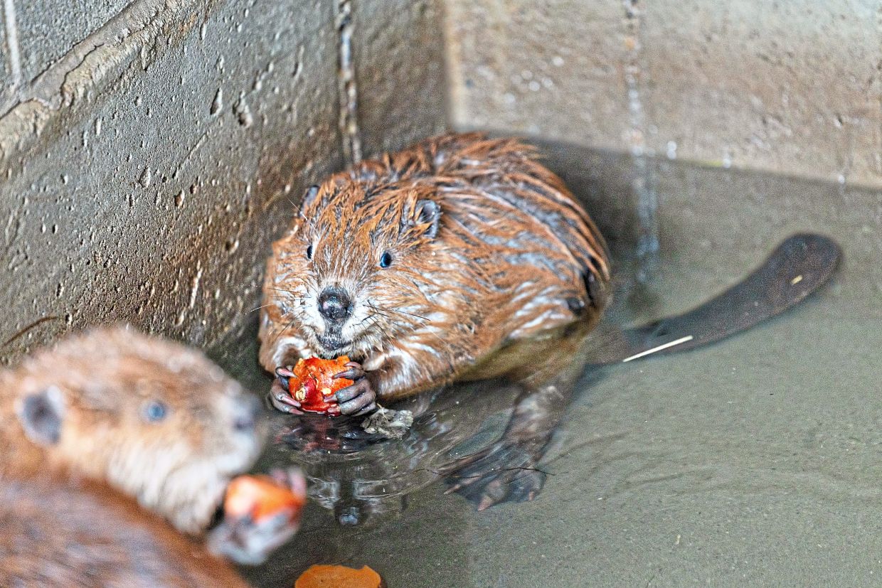Beaver kits snacking on carrot and sweet potato at a bunkhouse where nuisance beavers are quarantined for three days before being relocated to a new watershed in Millville, Utah. — Kim Raff/The New York Times