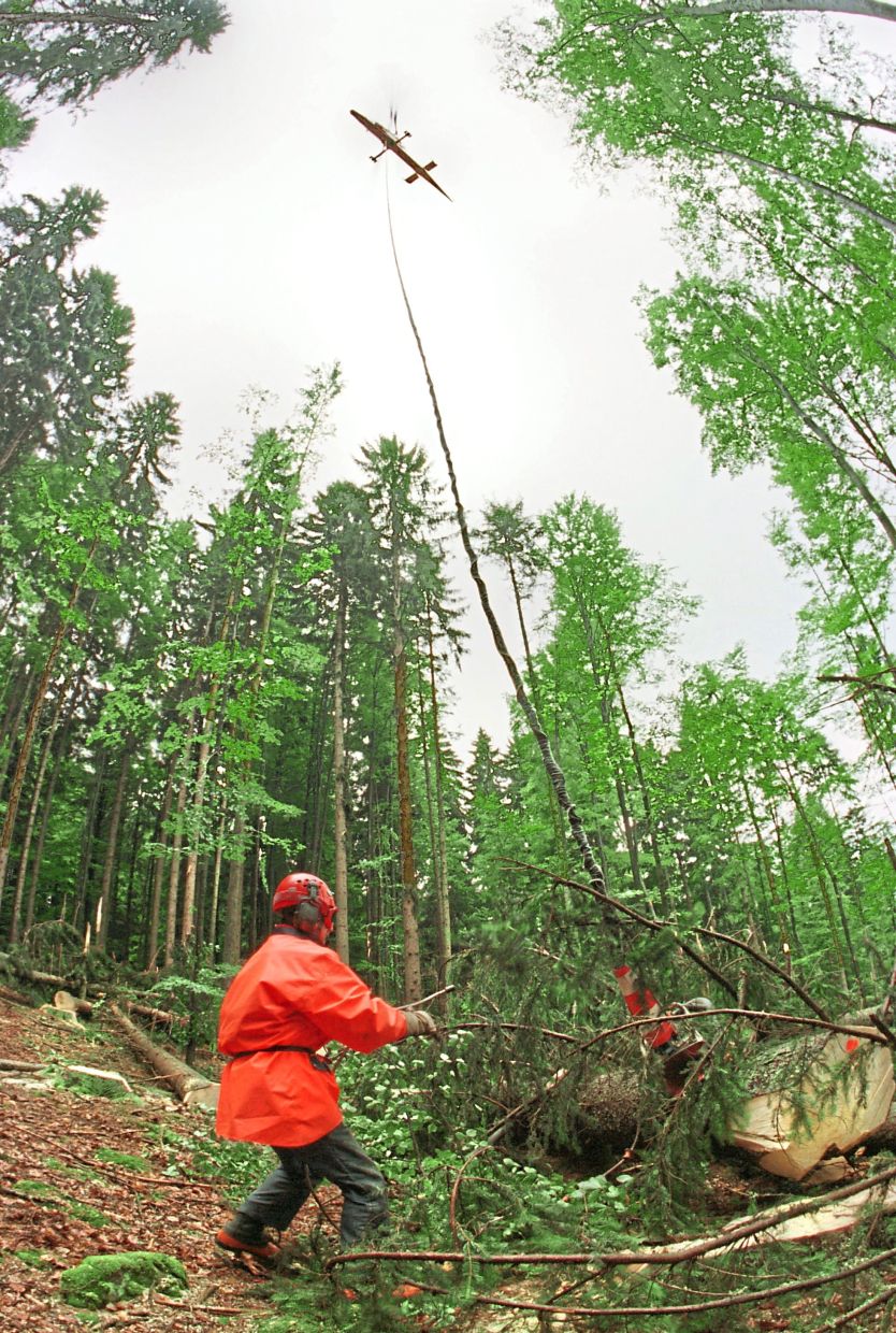 German rangers struggle to combat the bark beetles in a national park in Bavaria. —STEFAN KIEFER/dpa