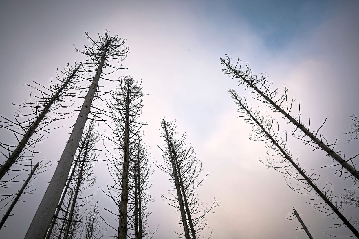 Whole sections of forests in Europe have been decimated by bark beetles, which cause immense damage to spruce. — SASCHA DITSCHER/dpa