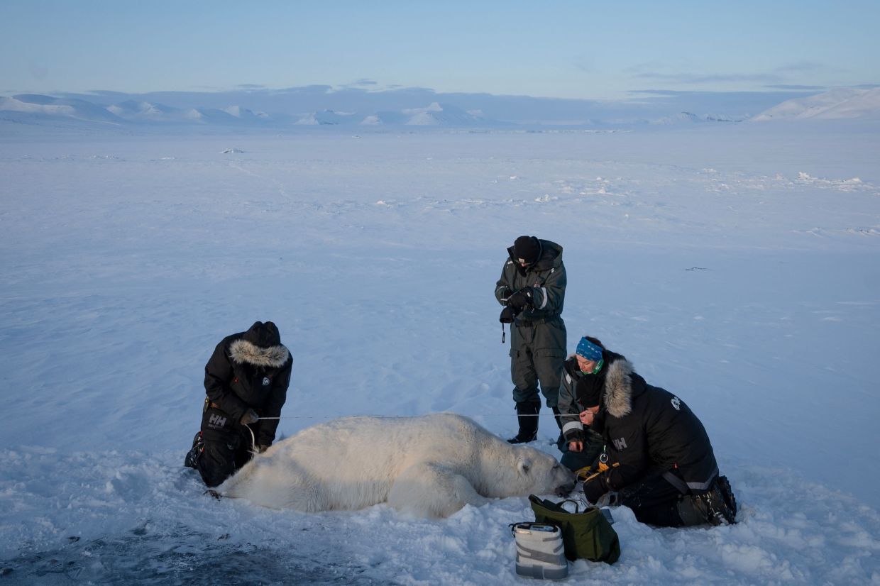 Polar bears bulk up despite melting Norwegian Arctic: study