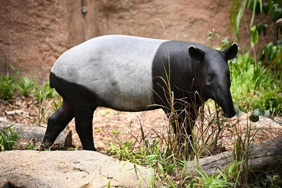 Rare Malayan tapir spotted in Singapore