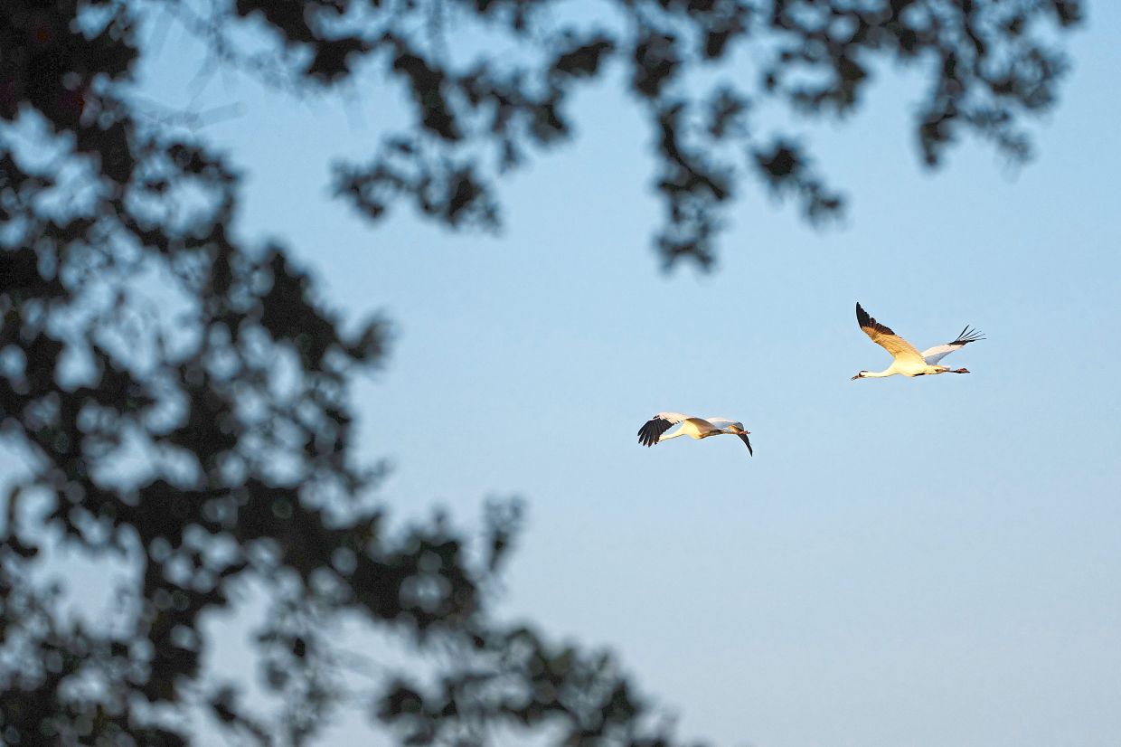 Saving whooping cranes: A new US sanctuary aims to protect the endangered bird