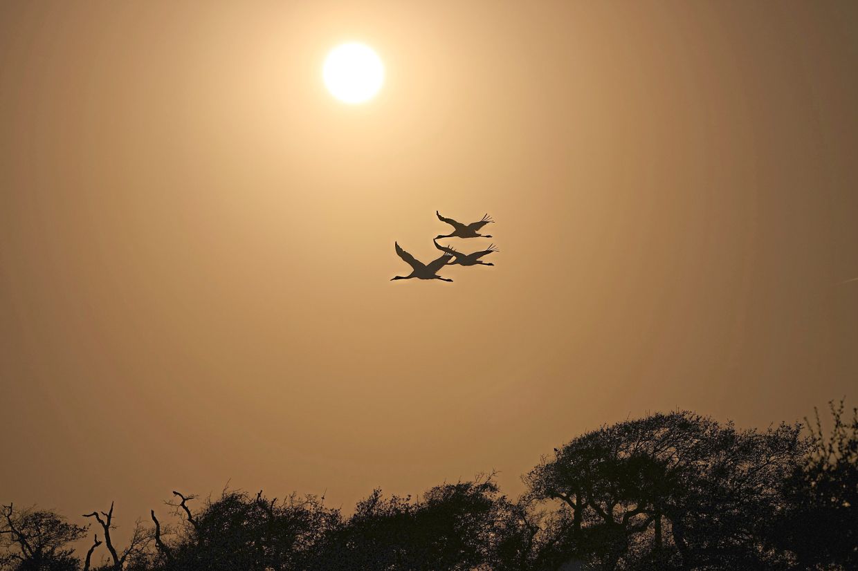 The Whooping crane is named for its 'whooping' call, and is one of the rarest in North America.