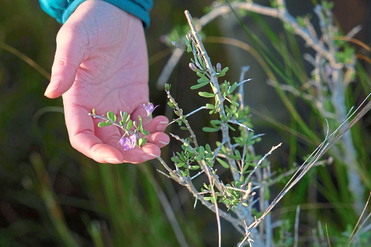 Fernald holds a Carolina Wolfberry at the Wolfberry Whooping Crane Sanctuary.