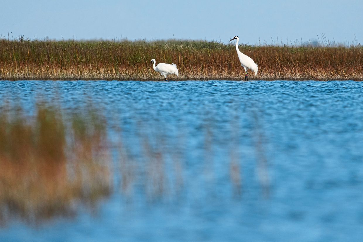 Whooping cranes look for food.