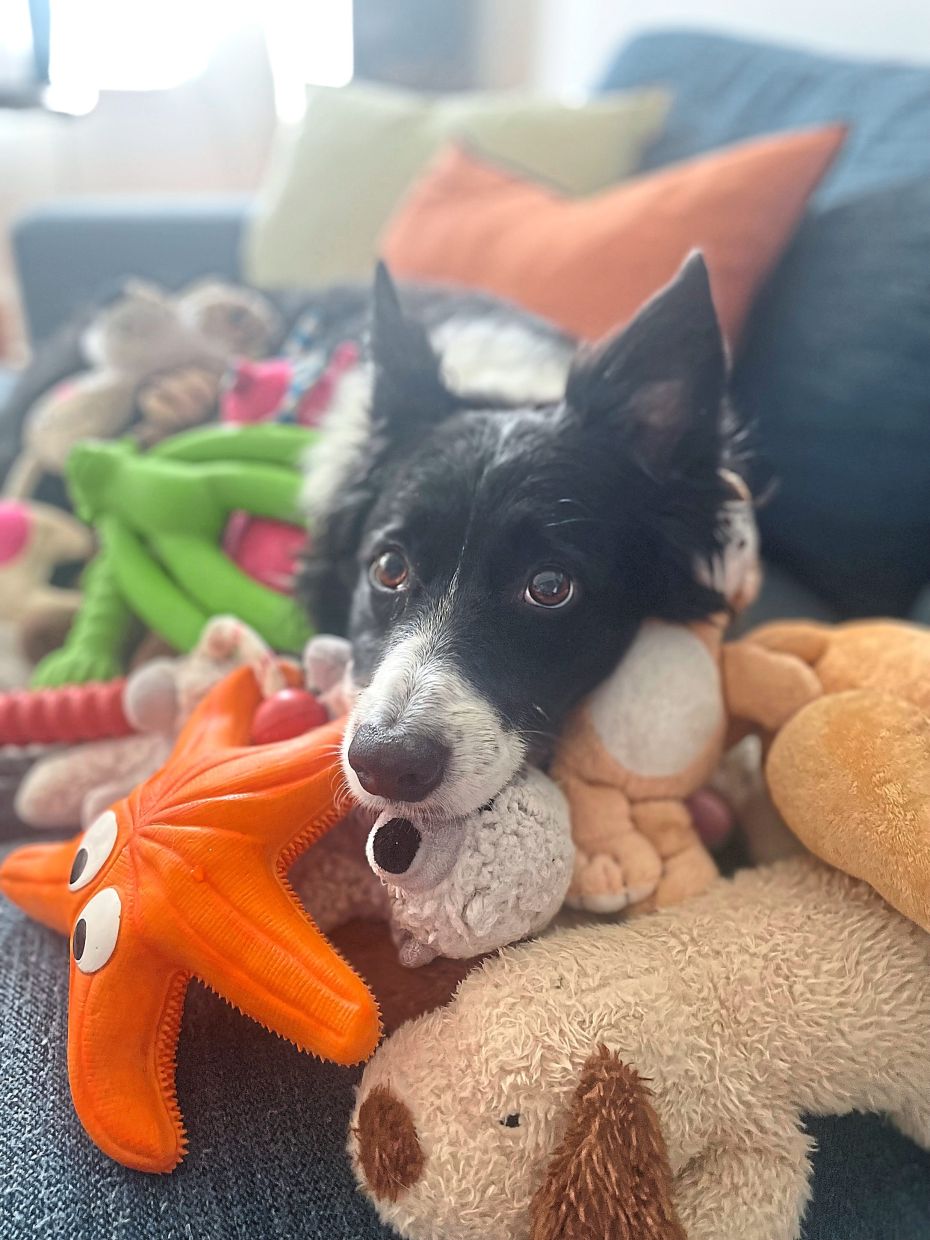 In a photo provided by Elle Baumgartel-Austin shows, Basket, a Border collie, knows the names of at least 150 toys. Eavesdropping on their owners seems to help some toy-crazy and talented pups learn more words. (Elle Baumgartel-Austin via The New York Times) -- NO SALES; FOR EDITORIAL USE ONLY WITH NYT STORY DOGS VOCABULARY BY EMILY ANTHES FOR JAN. 8, 2026. ALL OTHER USE PROHIBITED. --