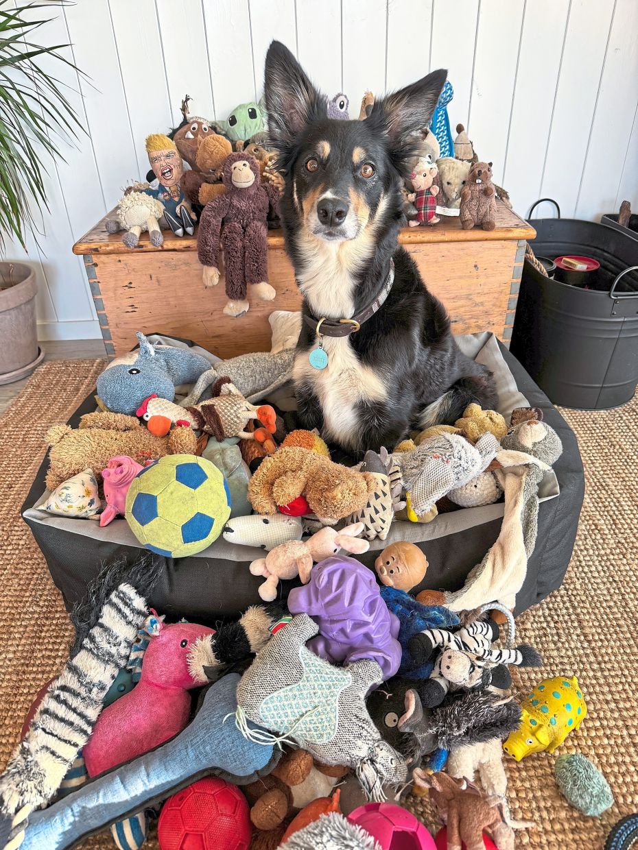 In a photo provided by Joyce Poole shows, Binti, a 4.5-year-old, female Border Collie, that knows the names of over 160 dog toys. Eavesdropping on their owners seems to help some toy-crazy and talented pups learn more words.(Joyce Poole via The New York Times) -- NO SALES; FOR EDITORIAL USE ONLY WITH NYT STORY DOGS VOCABULARY BY EMILY ANTHES FOR JAN. 8, 2026. ALL OTHER USE PROHIBITED. --