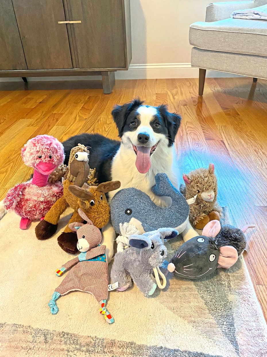 In a photo provided by Francine Hannan shows, Mugsy, a 7-year-old female Miniature Australian Shepherd that participated in the study and knows the names of many, many toys. Eavesdropping on their owners seems to help some toy-crazy and talented pups learn more words.(Francine Hannan via The New York Times) -- NO SALES; FOR EDITORIAL USE ONLY WITH NYT STORY DOGS VOCABULARY BY EMILY ANTHES FOR JAN. 8, 2026. ALL OTHER USE PROHIBITED. --