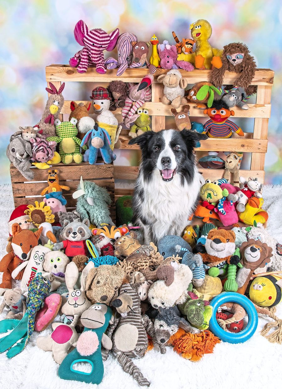 In a photo provided by Stefanie Lindemann shows, Raffy, a 9-year-old male Border Collie from Germany that participated in the study and knows the names of many, many dog toys. Eavesdropping on their owners seems to help some toy-crazy and talented pups learn more words. (Stefanie Lindemann via The New York Times) -- NO SALES; FOR EDITORIAL USE ONLY WITH NYT STORY DOGS VOCABULARY BY EMILY ANTHES FOR JAN. 8, 2026. ALL OTHER USE PROHIBITED. --