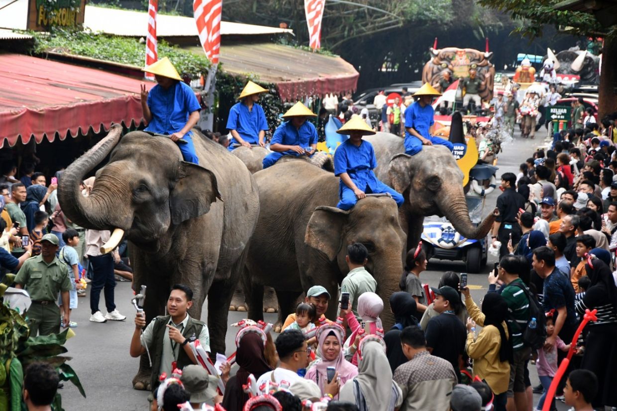 Indonesia's elephant ride ban raises concerns at conservation sites