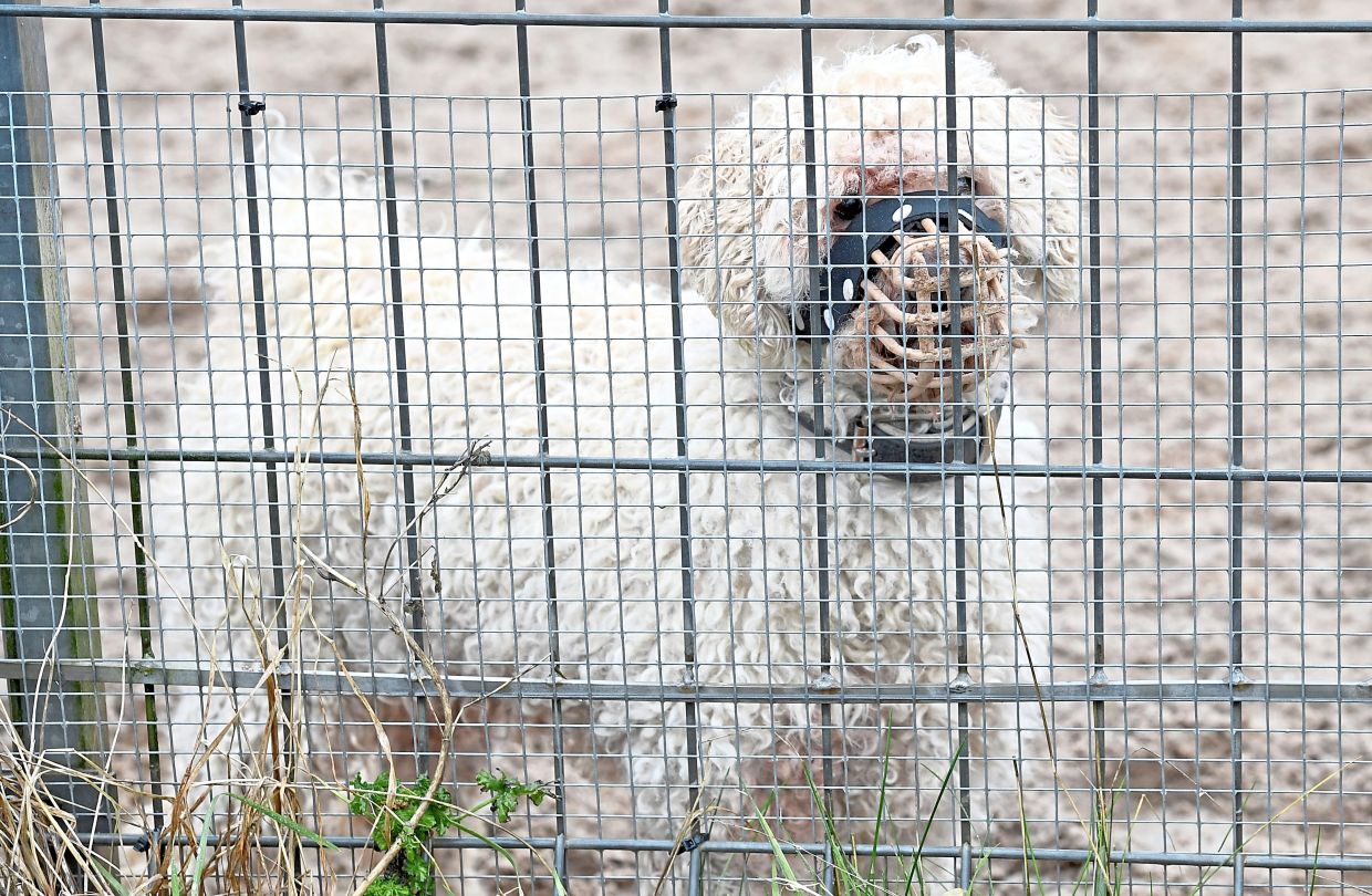 Some supposedly rescued dogs end up in a shelter because they cannot adapt to life in a flat. — CARSTEN REHDER/dpa