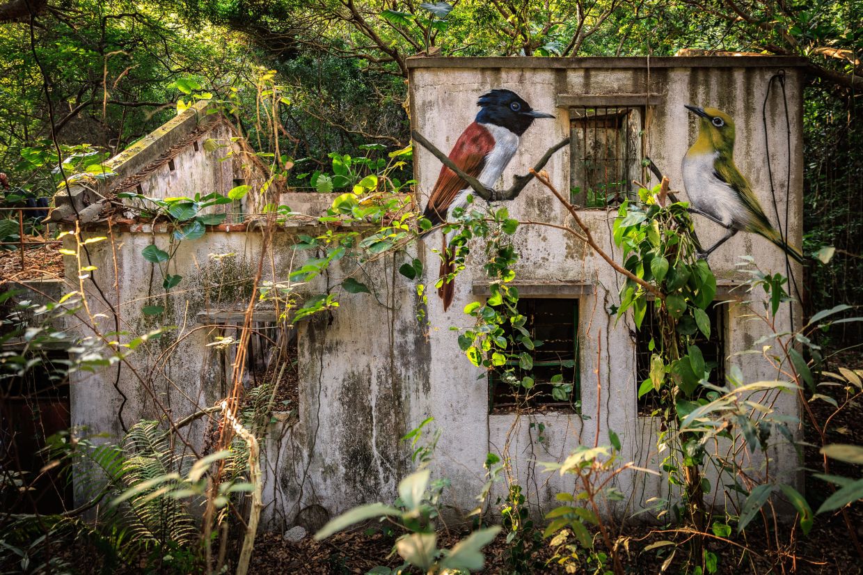 An Amur Paradise Flycatcher, left, and a Swinhoe's White-eye are seen painted on the wall of an abandoned house near Wang Tong village, Lantau, Hong Kong, Jan. 20, 2025. 