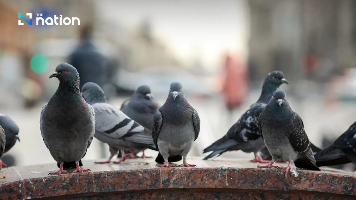 - Photo: The Nation/ANN