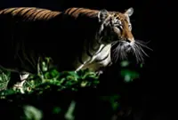 Tiger remains at large after killing cow