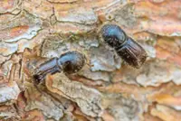 Bark beetles can destroy spruce forests , but a fungus can help save them