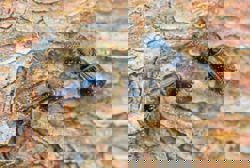 Bark beetles can destroy spruce forests , but a fungus can help save them