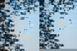 Saving whooping cranes: A new US sanctuary aims to protect the endangered bird