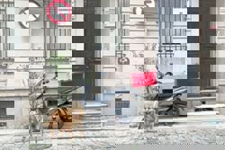 Plight of the rescued dogs: A stressful life in a flat instead of freedom