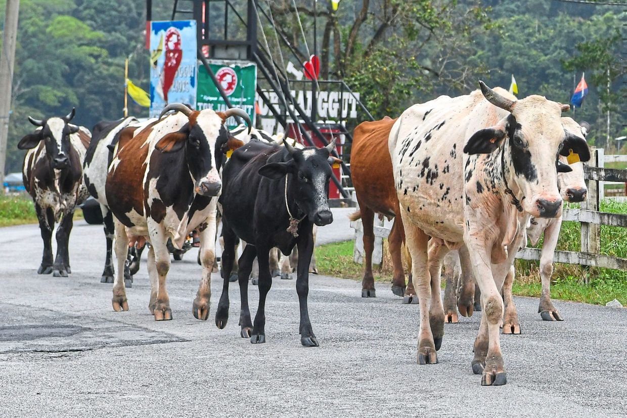The facility on 16.19ha of land has 58 dairy cows and produces an average 70kg of milk per day.