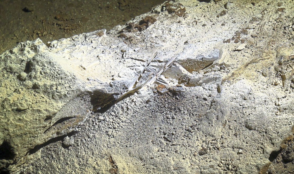 The marks made by a battery operated grinder which is believed to have been used to remove the fossil. — RONNIE CHIN/The Star