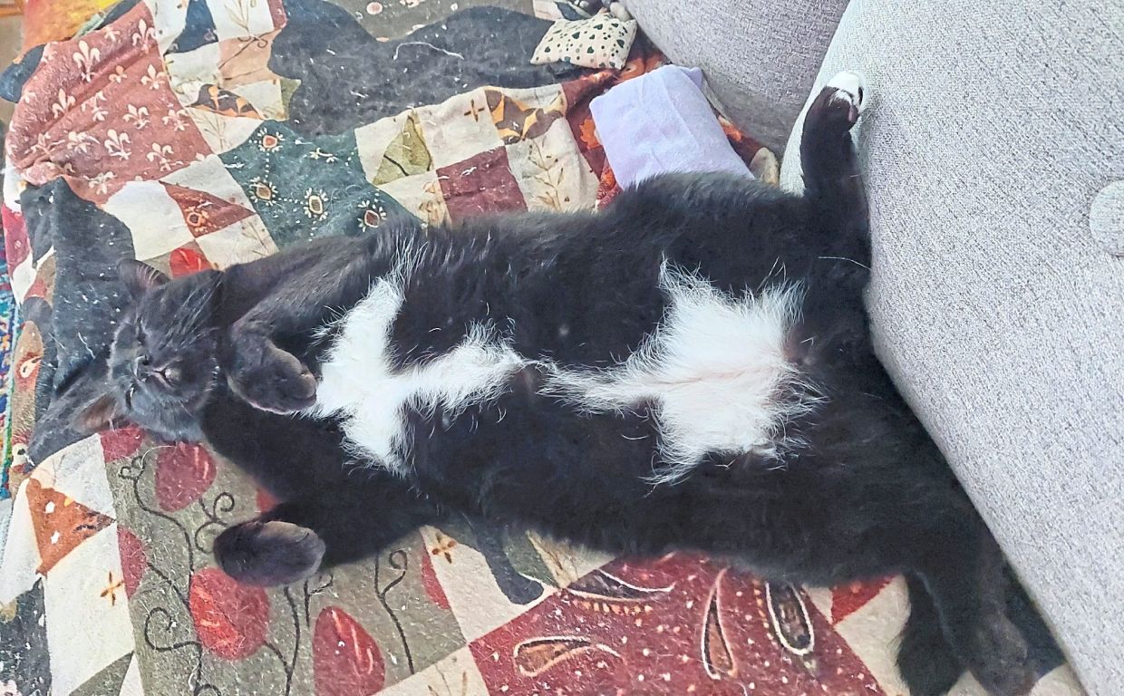 Katz Tales: Tuna triumph for the humans, who get one over the cats after years