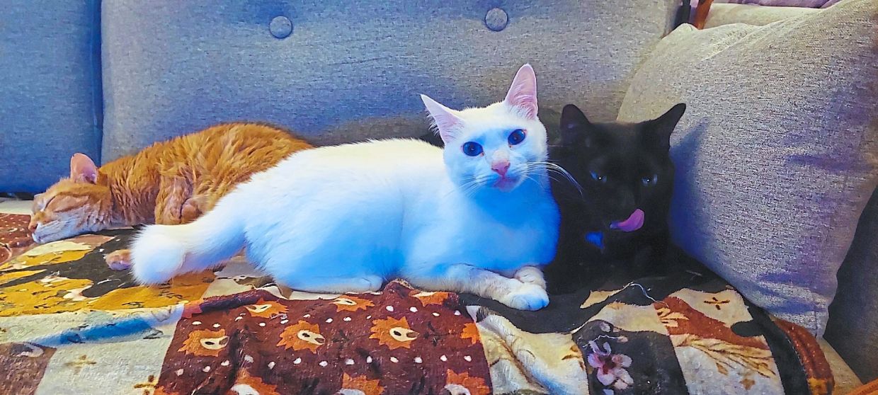 Inkie, Target and Tic Tac battle over sofa tuna.