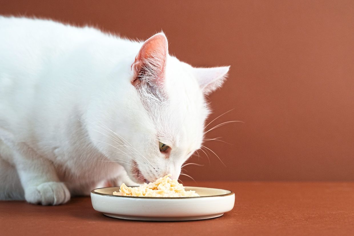 How wet food can benefit older cats
