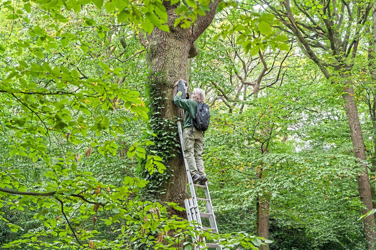 Blaney checks a bat box in Highgate Wood. 
