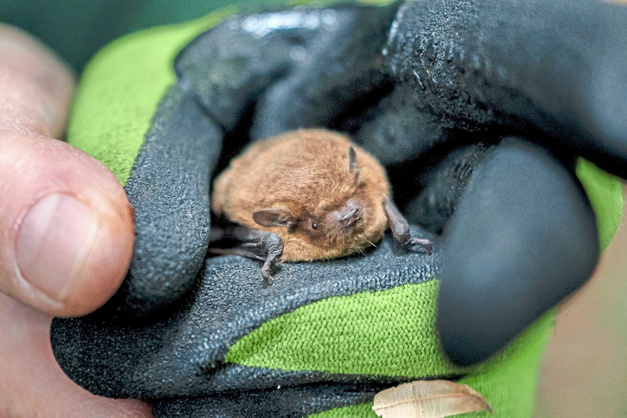 Blaney holds a pipistrelle in her gloved hand during a bat census.