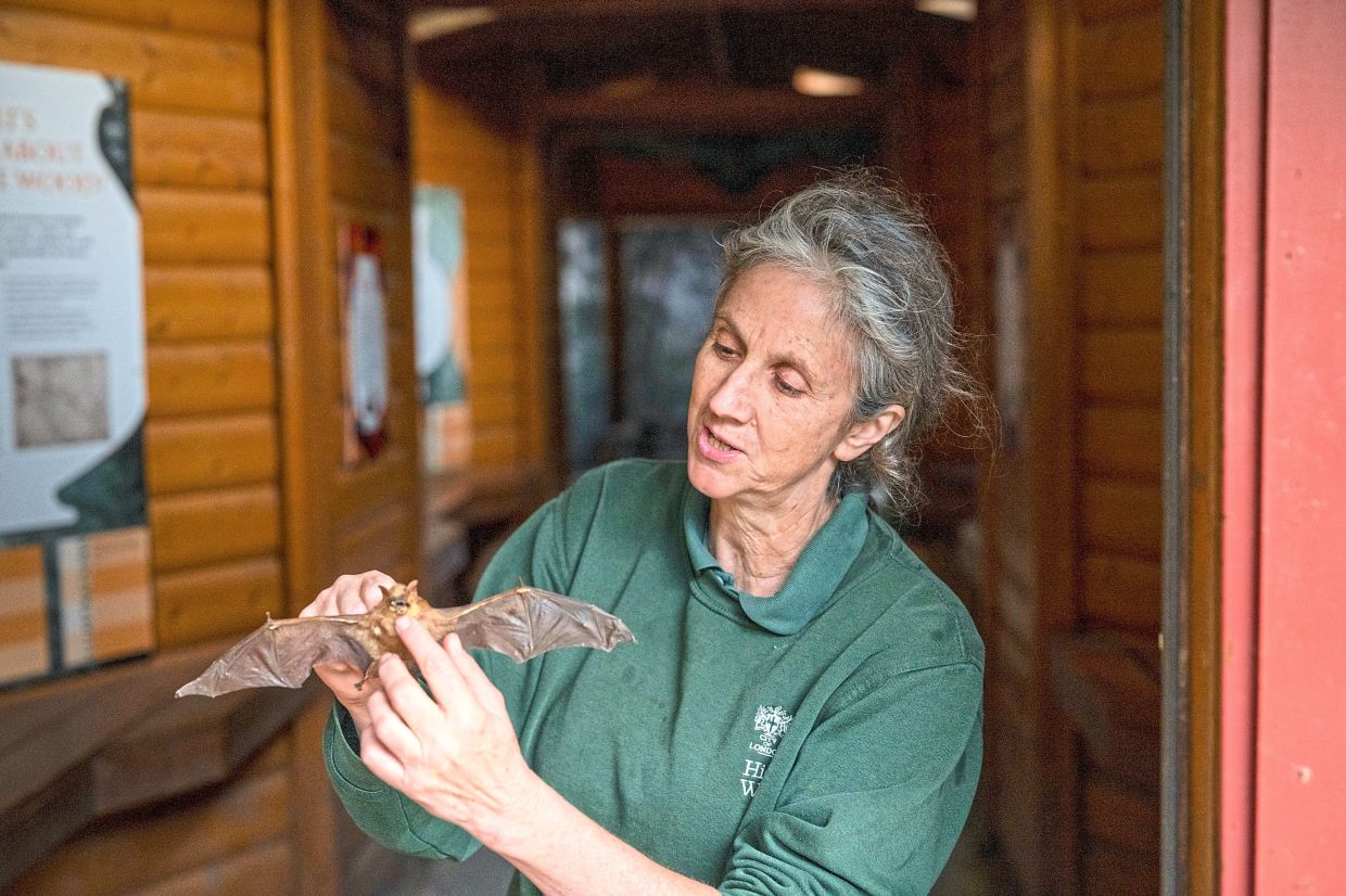 The bat woman of North London: ‘It’s like tuning in to another world’