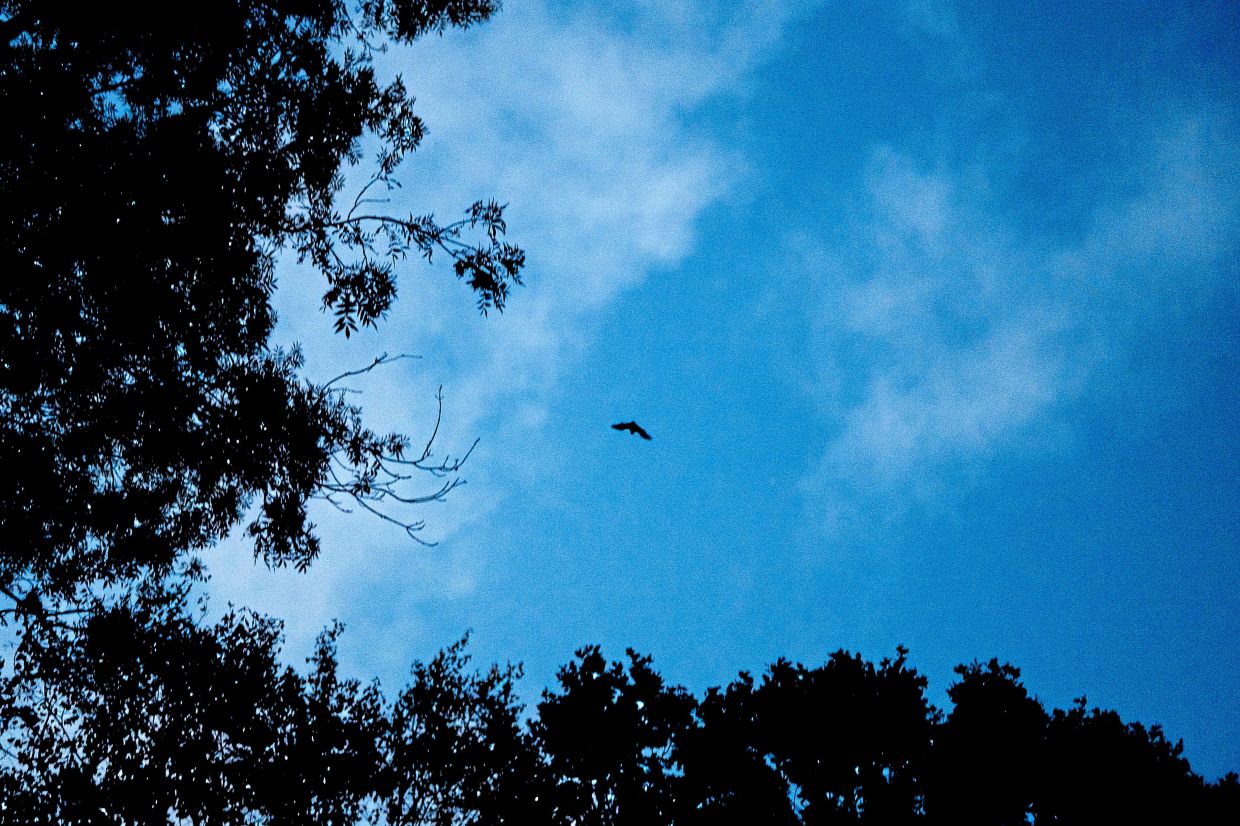 'Bats are a great signal of the overall health of our environment,' says Nunez-Mino.