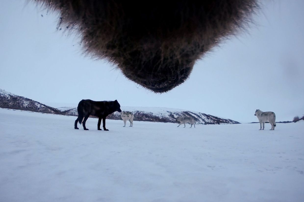 This undated image provided by Washington State University in January 2026, made from a video taken from a grizzly bear's collar camera, shows the bear encountering a wolf pack on the snow-covered tundra of Alaska's North Slope. (Washington State University via AP)