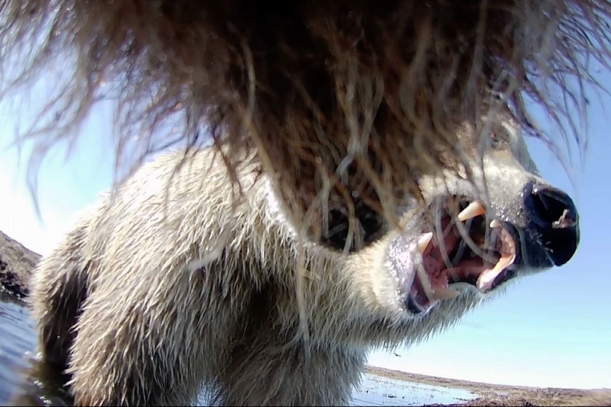 This undated image provided by Washington State University in January 2026, made from a video taken from a grizzly bear's collar camera, shows two grizzly bears playing on the tundra in Alaska's North Slope. (Washington State University via AP)
