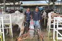 Milk production humming along at Kelantan farm