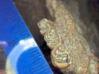 10,000-year-old porcupine fossil goes ‘missing’