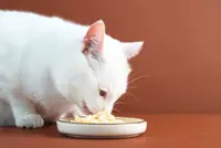 How wet food can benefit older cats