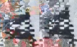 Katz Tales: Tuna triumph for the humans, who get one over the cats after years