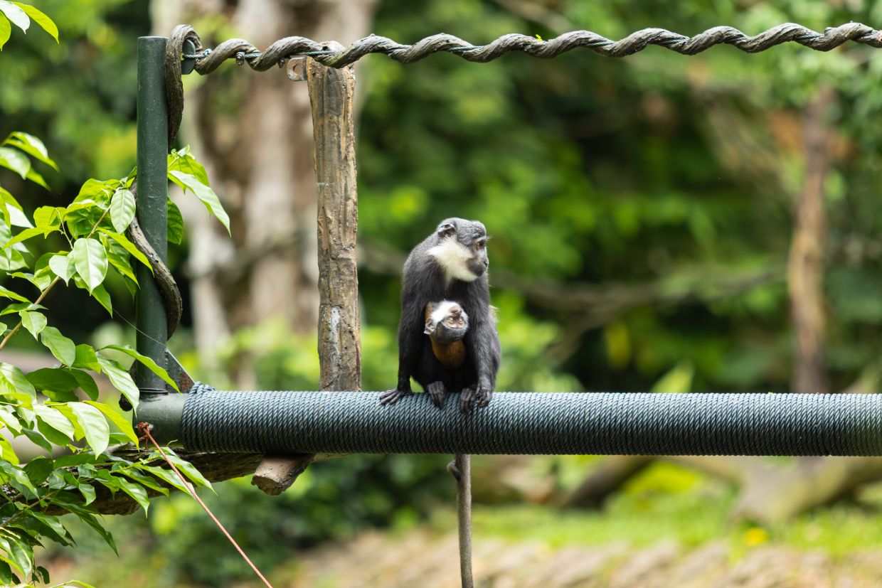 Baby L'hoest's monkey clinging on to mum Koumi. 