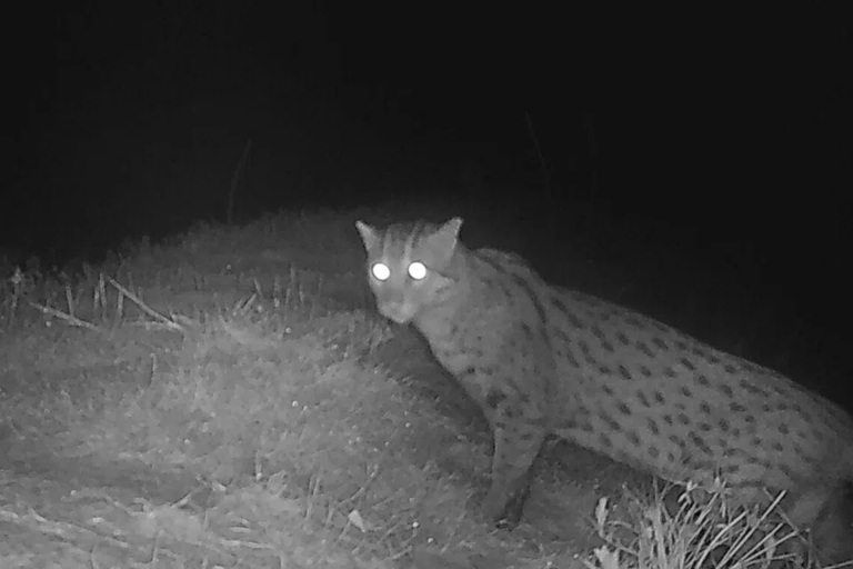 Rare fishing cat reappears at Tonle Sap